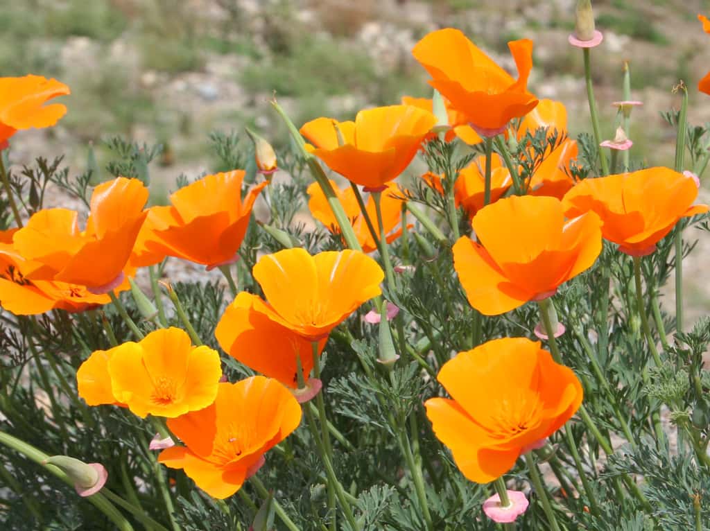 Le pavot de Californie (<i>Eschscholtzia</i>). © Aleta Rodriguez, Flickr
